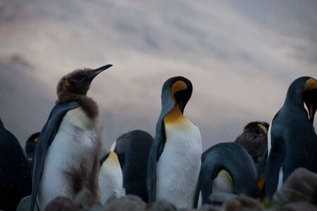 Fortuna Bay, South Georgia, is home to one of the largest King Penguin Rookeries on the Island.の写真素材