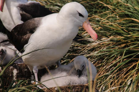 Black-Browed Albatross on their breeding colony on Westpoint Island, the Falklands.の写真素材