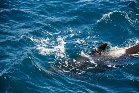 Encounter with long-finned pilot whales, enroute between the Ushuaia and the Falkland Islands.の写真素材