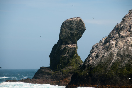 The Shag Rocks are six small, uninhabited, islands on the most western part of South Georgia. They are named after the South Georgian Imperial Shags, a sub-species of Comorants.の写真素材