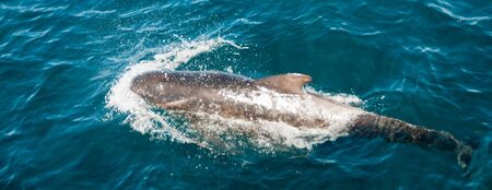 Encounter with long-finned pilot whales, enroute between the Ushuaia and the Falkland Islands.の写真素材