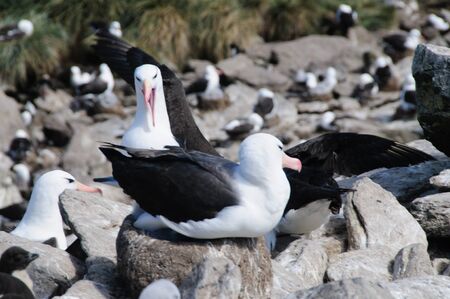 Black-Browed Albatross on their breeding colony on Westpoint Island, the Falklands.の写真素材