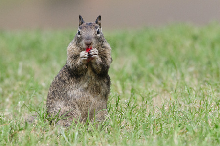 A little ground squirrel in the Sierra Nevada Mountains eating a red berryの写真素材