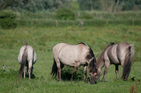 Konik Horses grazing in the Dutch nature reserve Oostvaardersplassen.の写真素材
