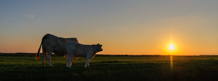 Cows grazing at the mudflats near the Waddenzee in the north of the Dutch Province of Friesland. This area is also known as it Noarderleech.の写真素材