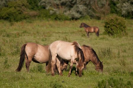 Konik Horses grazing in the Dutch nature reserve Oostvaardersplassen.の写真素材