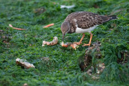 A Redshank feeding on the beachの写真素材