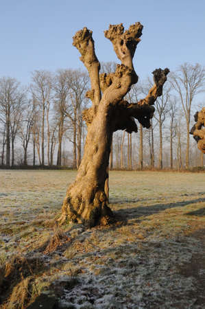 Winter scenery in the Dutch province of Overijsselの写真素材