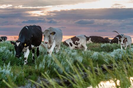 Cattle of cows walking a along a water-filled trench on the frysian mud flats known as it Noarderleech during sunset.の写真素材