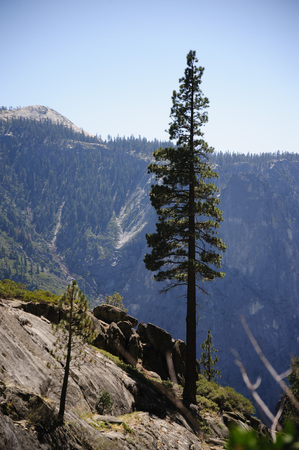 Trees marking the top part of the upper Yosemite Fallsの写真素材