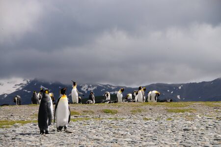 Impression of the wild abundance of King Penguins at Salisbury Plains, South Georgia. Salisbury plains is home to one of the largest King Penguin Rookeries, or Colonies, in the Worldの写真素材