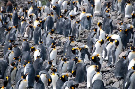 Impression of the wild abundance of King Penguins at Salisbury Plains, South Georgia. Salisbury plains is home to one of the largest King Penguin Rookeries, or Colonies, in the Worldの写真素材