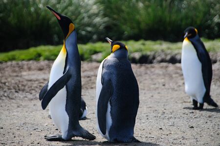 Impression of the wild abundance of King Penguins at Salisbury Plains, South Georgia. Salisbury plains is home to one of the largest King Penguin Rookeries, or Colonies, in the Worldの写真素材