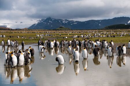 Impression of the wild abundance of King Penguins at Salisbury Plains, South Georgia. Salisbury plains is home to one of the largest King Penguin Rookeries, or Colonies, in the Worldの写真素材