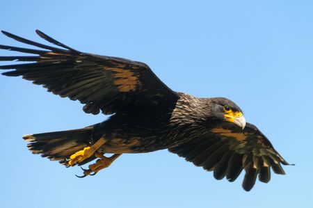 An exceptionally rare bird that only breeds on the remote outer islands of the Falklands, the Striated Caracara is also locally known as the Johny Rook. Westpoint Islands, Falklandsの写真素材