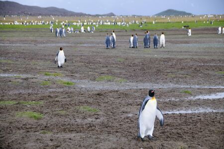 Impression of the wild abundance of King Penguins at Salisbury Plains, South Georgia. Salisbury plains is home to one of the largest King Penguin Rookeries, or Colonies, in the Worldの写真素材