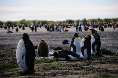 Impression of the wild abundance of King Penguins at Salisbury Plains, South Georgia. Salisbury plains is home to one of the largest King Penguin Rookeries, or Colonies, in the Worldの写真素材