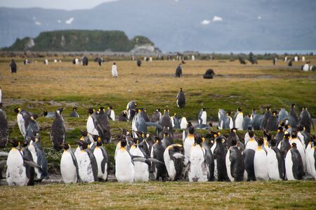Impression of the wild abundance of King Penguins at Salisbury Plains, South Georgia. Salisbury plains is home to one of the largest King Penguin Rookeries, or Colonies, in the Worldの写真素材