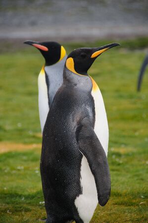 Impression of the wild abundance of King Penguins at Salisbury Plains, South Georgia. Salisbury plains is home to one of the largest King Penguin Rookeries, or Colonies, in the Worldの写真素材