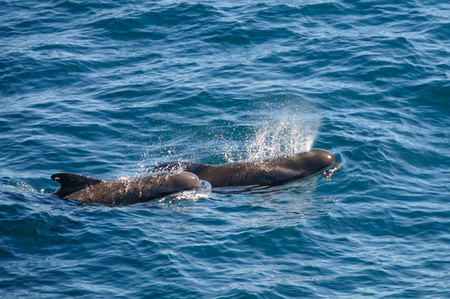 Encounter with long-finned pilot whales, enroute between the Ushuaia and the Falkland Islands.の写真素材