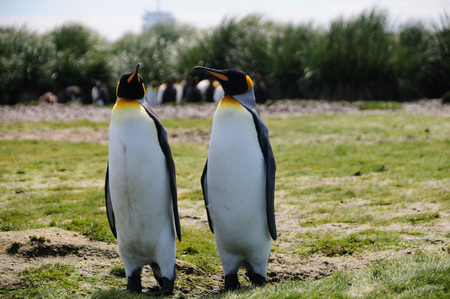 Impression of the wild abundance of King Penguins at Salisbury Plains, South Georgia. Salisbury plains is home to one of the largest King Penguin Rookeries, or Colonies, in the Worldの写真素材
