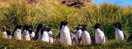 Indecisive Rock Hopper Penguins on the Penguin Highway at Westpoint Island.の写真素材