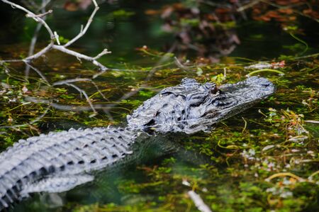 Alligator in the Swamps of the Florida Evergladesの写真素材