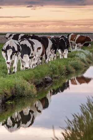Cattle of cows walking a along a water-filled trench on the frysian mud flats known as it Noarderleech during sunset.の写真素材