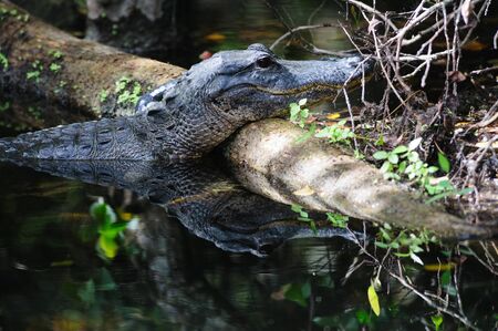 Alligator in the Swamps of the Florida Evergladesの写真素材