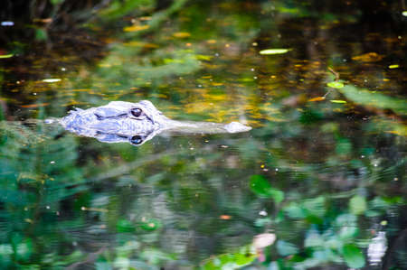 Alligator in the Swamps of the Florida Evergladesの写真素材