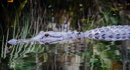 Alligator in the Swamps of the Florida Evergladesの写真素材