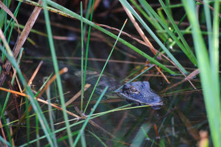 Alligator in the Swamps of the Florida Evergladesの写真素材