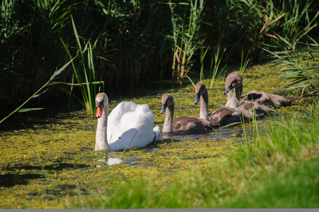 Impression of a Swan with a large number of Chicks Swimming in Friesland, the Netherlandsの写真素材