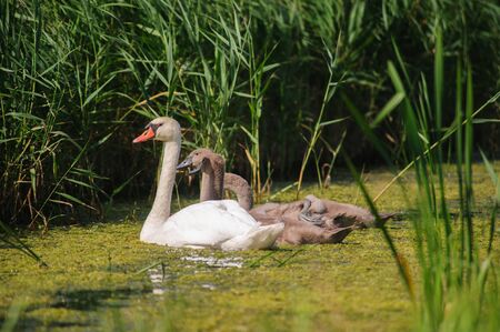 Impression of a Swan with a large number of Chicks Swimming in Friesland, the Netherlandsの写真素材