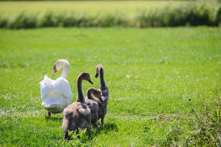 Impression of a Swan with a large number of Chicks Swimming in Friesland, the Netherlandsの写真素材