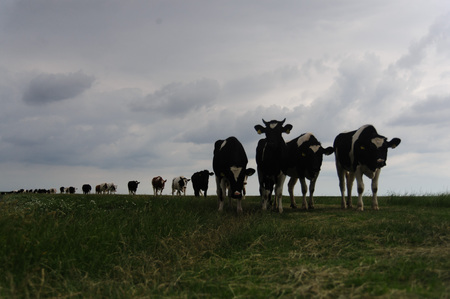 Cows are grazing in the  Noorderleech area in the Dutch province of Friesland.の写真素材