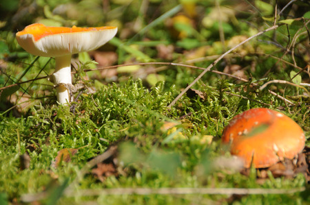 Image of mushrooms during early fall in the buurserbos, near Enschede.の写真素材