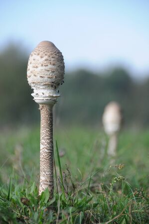Image of mushrooms during early fall in the buurserbos, near Enschede.の写真素材
