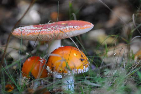 Image of mushrooms during early fall in the buurserbos, near Enschede.の写真素材