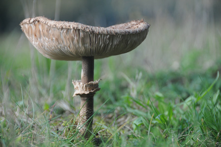 Image of mushrooms during early fall in the buurserbos, near Enschede.の写真素材
