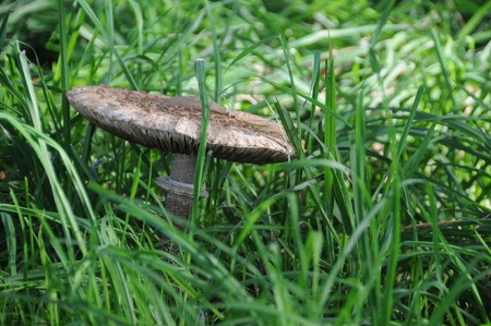 Image of mushrooms during early fall in the buurserbos, near Enschede.の写真素材