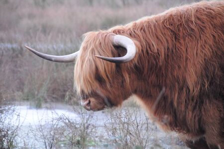 Scottish Higland Cows grazing in the Northern Province of Drenthe, in the Netherlands.の写真素材