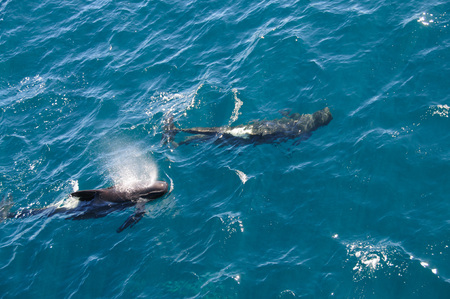 Encounter with long-finned pilot whales, enroute between the Ushuaia and the Falkland Islands.の写真素材
