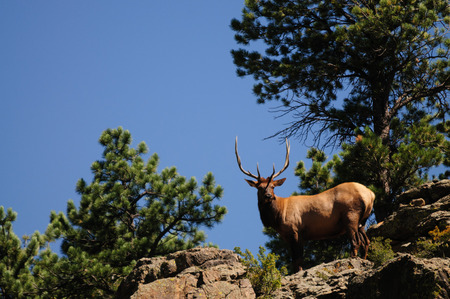 A Royal Bull Elk standing on the ledge of a mountain in Estes Park, Colorado.の写真素材
