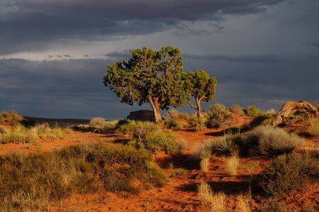 Green tree in a red desert in Monument Valley, Arizona, USAの写真素材