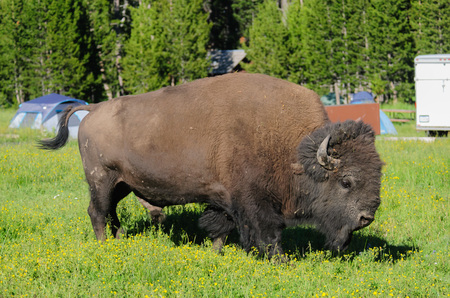 A bison grazing amidst campers at the Bay Bridge Campground in Yellowstone National Park, Wyoming, USA. の写真素材