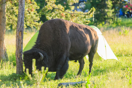 A bison grazing amidst campers at the Bay Bridge Campground in Yellowstone National Park, Wyoming, USA. の写真素材