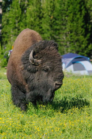 A bison grazing amidst campers at the Bay Bridge Campground in Yellowstone National Park, Wyoming, USA.の写真素材