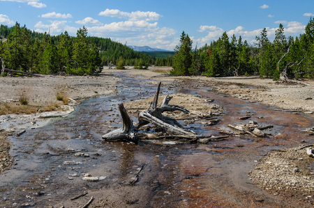 Dead tree trunks in a flowing stream in the Norris Geyser Basin in Yellowstone National Parkの写真素材