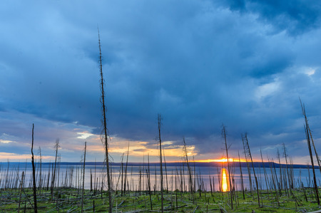 Dead Tree Trunks resulting from a forest fire backlit by the setting sun across lake Yellowstone: Yellowstone National Park, Wyoming.の写真素材